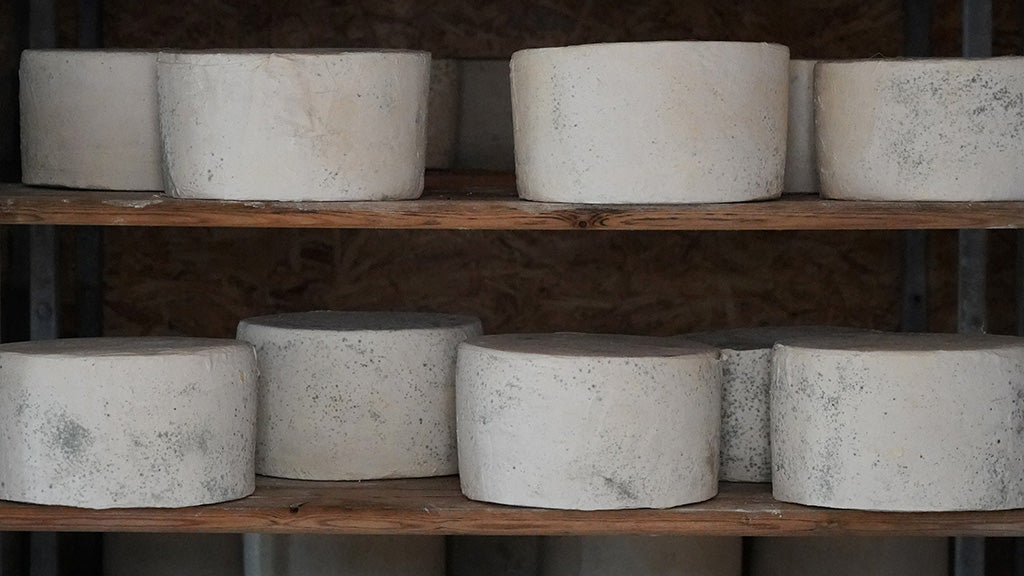 Mossgiel x Torpenhow – FARMHOUSE CHEESE (2kg Cheese Truckle)